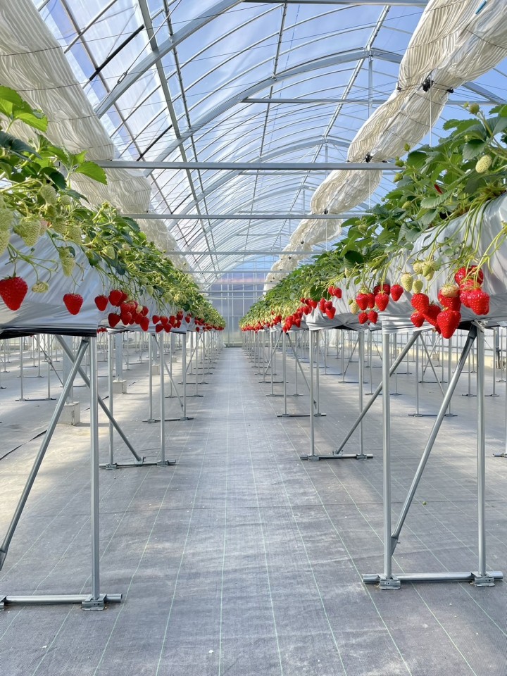 🍓いちご狩りのご案内🍓の写真