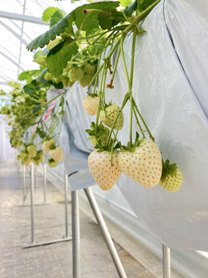🍓いちご狩りのご案内🍓の写真