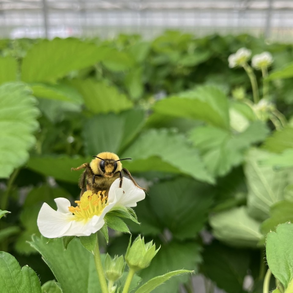 🍓いちご狩りのご案内🍓の写真
