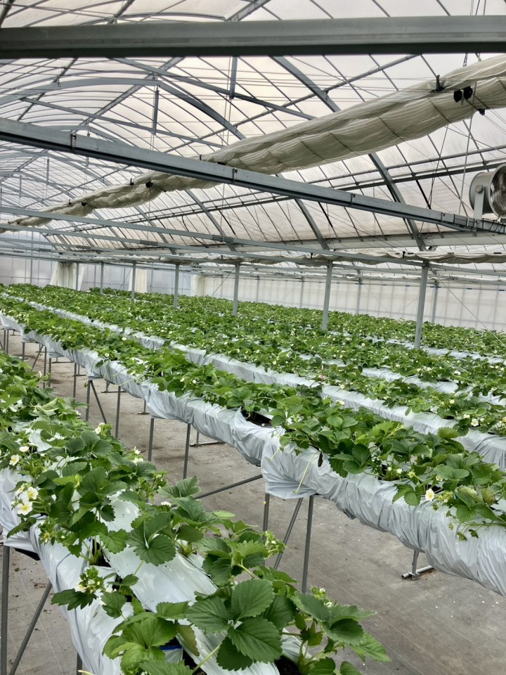 【今年のいちご販売開始予定について】