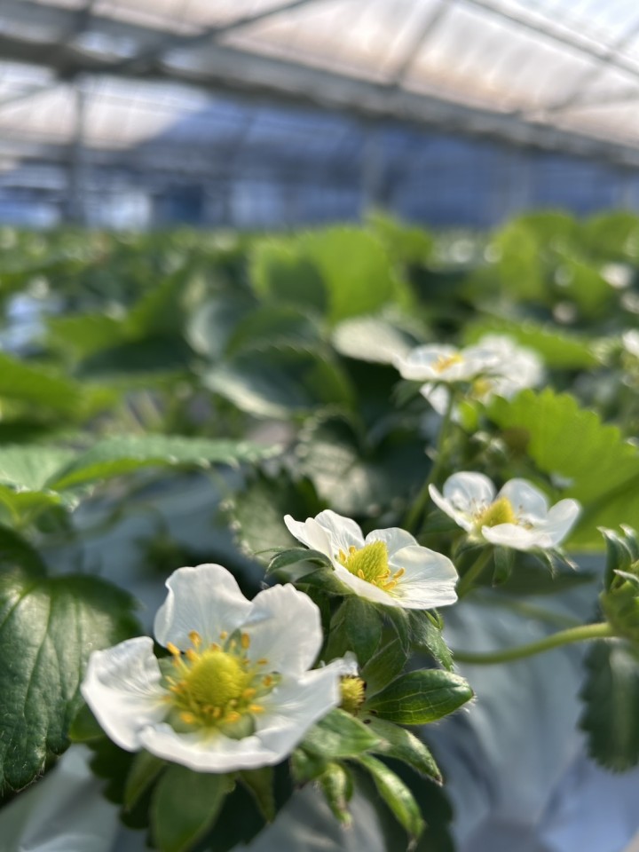 いちご直売所オープンのお知らせ